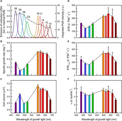 Photomorphogenesis in the Picocyanobacterium Cyanobium gracile Includes Increased Phycobilisome Abundance Under Blue Light, Phycobilisome Decoupling Under Near Far-Red Light, and Wavelength-Specific Photoprotective Strategies